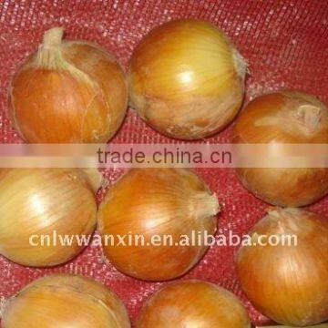 Chinese fresh red big onion