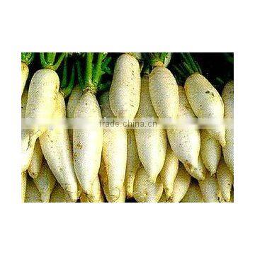 white radish in agriculture