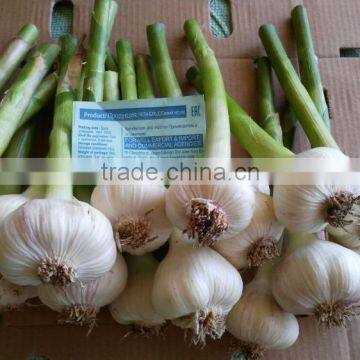 FRESH NORMAL WHITE GARLIC EXPORT 4.5 CM , EGYPT. photo-6