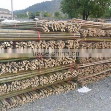 Bamboo Poles photo-3
