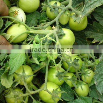 Marina F1 (PELLETED) Hybrid Tomato Seeds