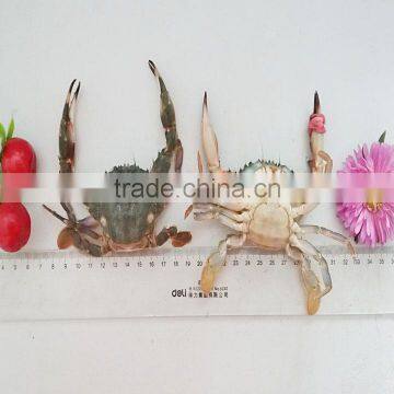 Frozen Mud Crabs photo-2