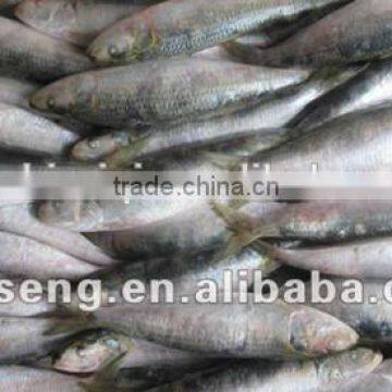 2016 Best Quality Canned Sardine from China