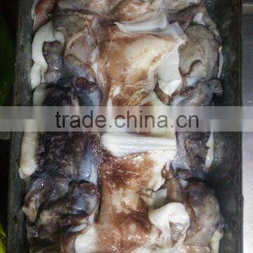 Frozen Giant Squid Neck photo-2