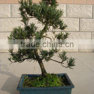 Podocarpus macrophyllus bonsai