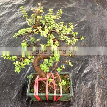 Portulacaria Afra ( Jade Plant) S Shape