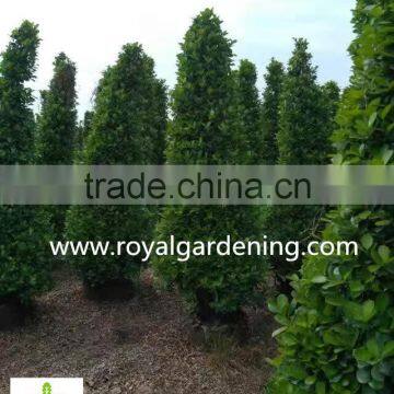 Ficus Panda Christmas Tree ( Cone Shape) photo-4