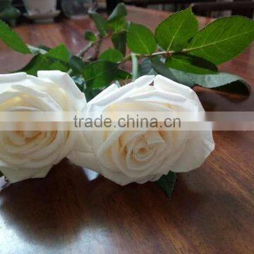 Natural Fresh Cut White Rose Flower Mother's Day Gift Processing Type Export From Yunnan photo-2