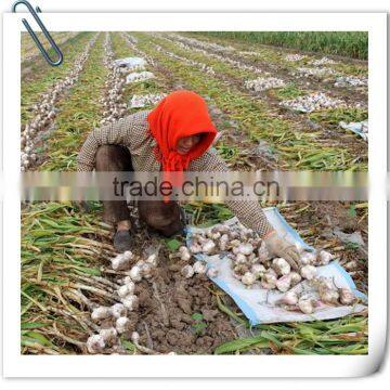 2016 New Crop Fresh Garlic in 10kg Mesh Bag and Carton China Export Garlic photo-4