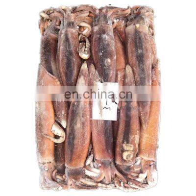 frozen illex squid argentina squid all size