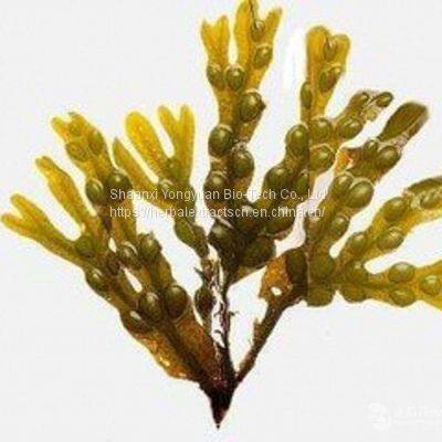 Fucus Extract 10:1 TLC, Fucus Vesiculosus Extract, Bladderwrack fucus Extract,  Fucus Iodine, YongyuanBio