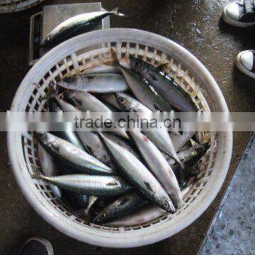 100-150g 100/150 Frozen Mackerel