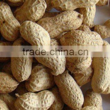 Peanuts in shell