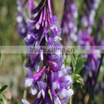 High Yield Forage Seeds for Sale From Denmark