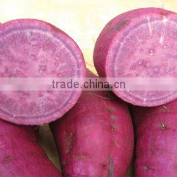 PURPLE SWEET POTATO_BEST PRICE_BEST QUALITY