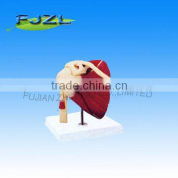 2015 new hot sale human skeleton shoulder joint with muscles