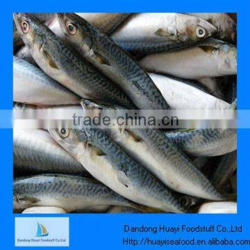 iqf mackerel species