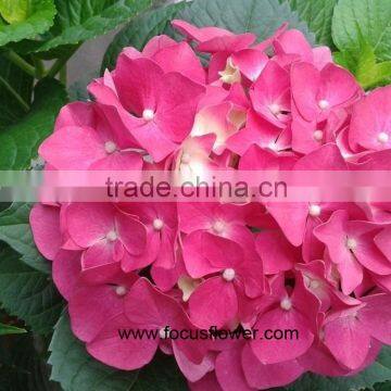 Fresh Cut Flowers Wholesale High Quality Cut Fresh Hydrangea With 50cm Long Stem