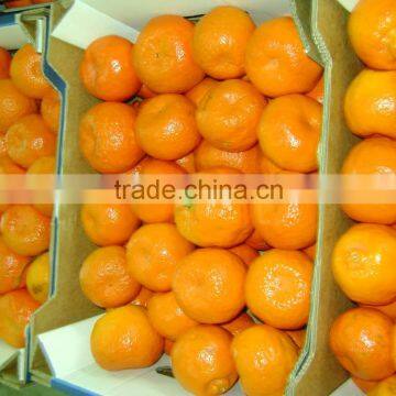 Vermont Mandarine photo-2