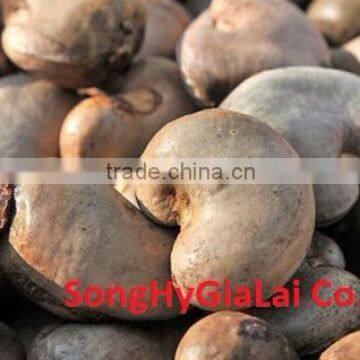 Cashew WW320