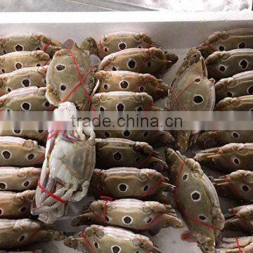 good quality blue swimming crab meat frozen crab