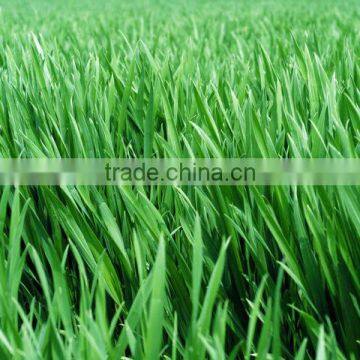 wheat flour draw protein powder