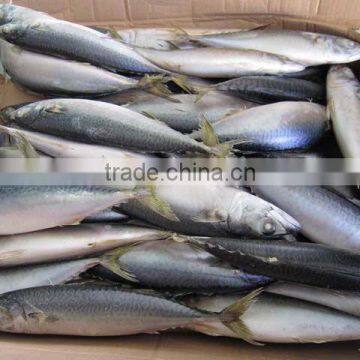 2015 pacific mackerel whole round on sale promotion