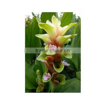 Curcuma Alismatifolia DT 585