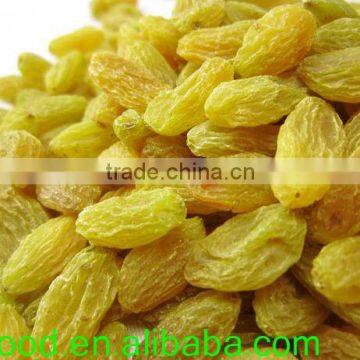 Golden raisin seedless for sale 2015