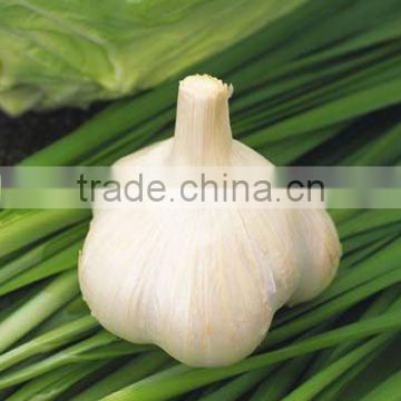 100% High Allicin/Alliin Guaranteed Garlic Extract Allin &Allicin