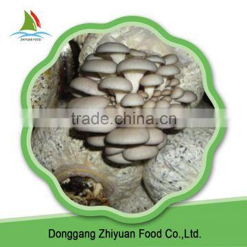 Alibaba China Wholesale Oyster Mushrooms