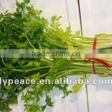 taste fresh celery for dehydrated food