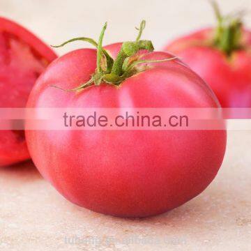 High Resisitance Big Pink Red Tomato Seeds