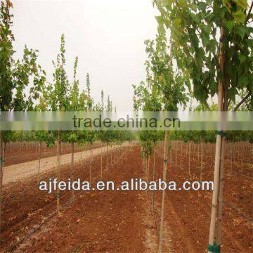 Bamboo stake for support flower ,oloive trees ,tomatoes ,pepper