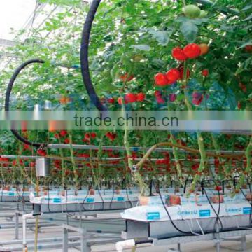 Single layer float glass greenhouse for tomato hydroponic