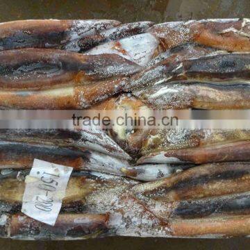 New Arrival Frozen Squid Chocolate Illex Argentina Squid