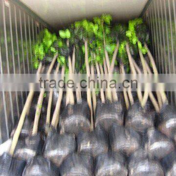 Ficus Altissima plants for Saudi Arabia