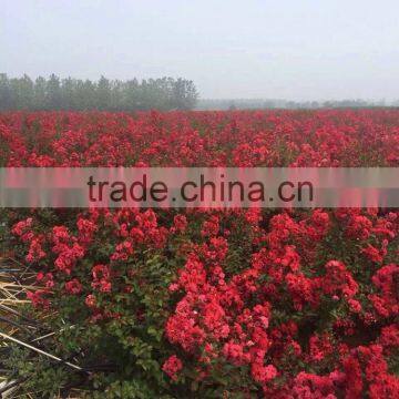 Lagerstroemia Indica Red Leaf Rose Color Flower