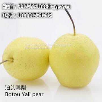 2019Botou Ya Pear Wholesalefengshui Pear Huangguan Pear photo-3