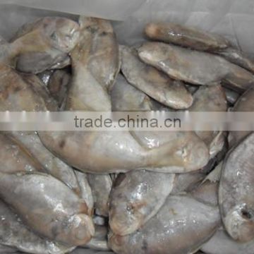 High quality frozen butterfish pomfret (POMPANO) 100-120g