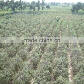 Ningxia Ninghai Goji Berry photo-2