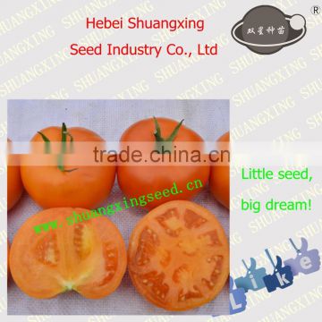 Hot Sale Fresh-eating Type Tomato Seed