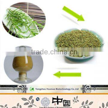 Antioxidant Rosemary rosmarinic acid 20%