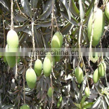 Green Fajri Mango in Reefer Container