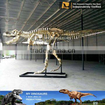 MY Dino-O11 Museum Replica Life Size Dinosaur Skeleton for Sale