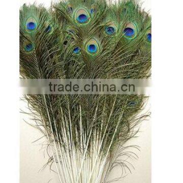 Peacock Feathers 45-50''