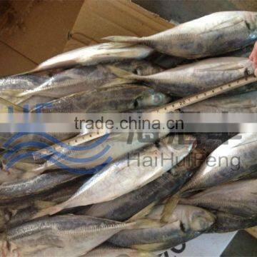 Best quality frozen fish rozen horse mackerel 20cm