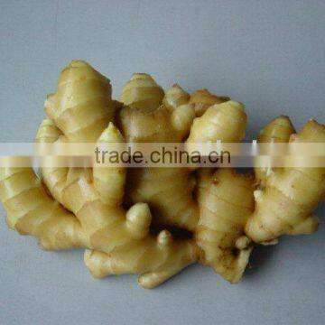 Shandong 200g fresh ginger 2010 HACCP FDA ISO9001