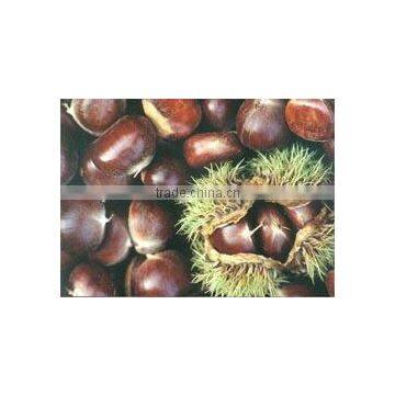 Low price raw fresh chestnut to peel