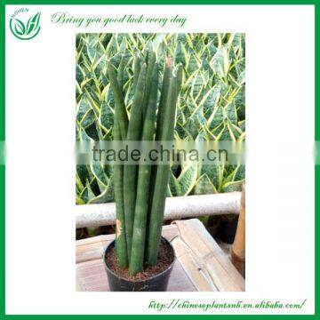 Decorative Plants Sansevieria cylindrica Bojer